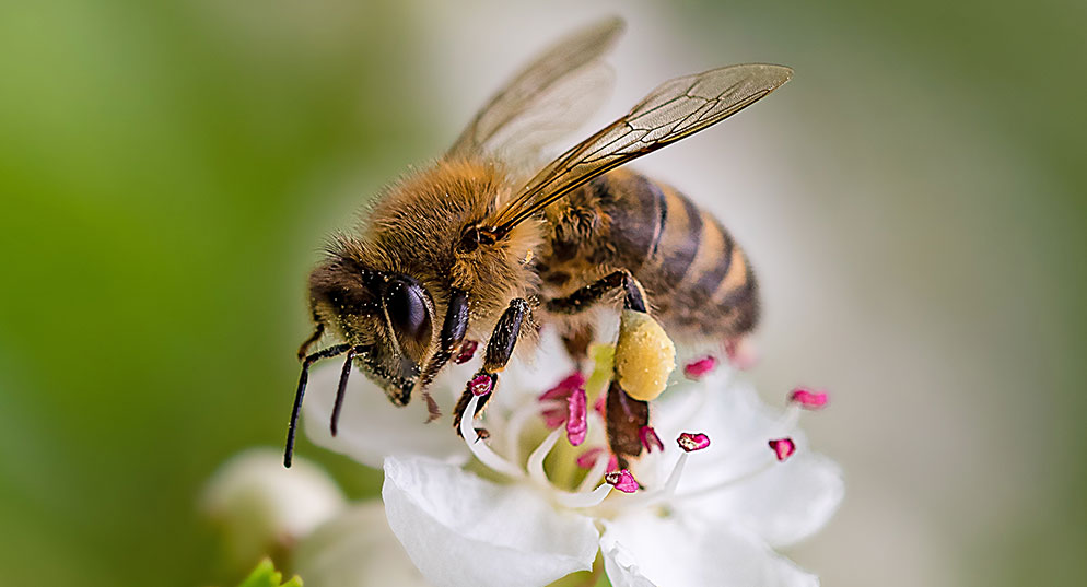 Características de la miel de abeja pura
